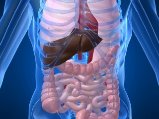 Anatomy & Physiology Anatomy & Physiology