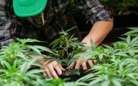 Hemp Hemp